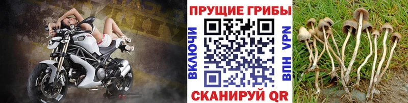 Псилоцибиновые грибы прущие грибы  купить наркоту  Кропоткин 
